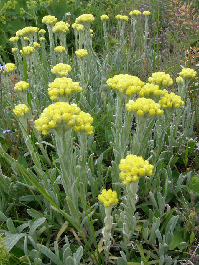 Image of Helichrysum graveolens specimen.