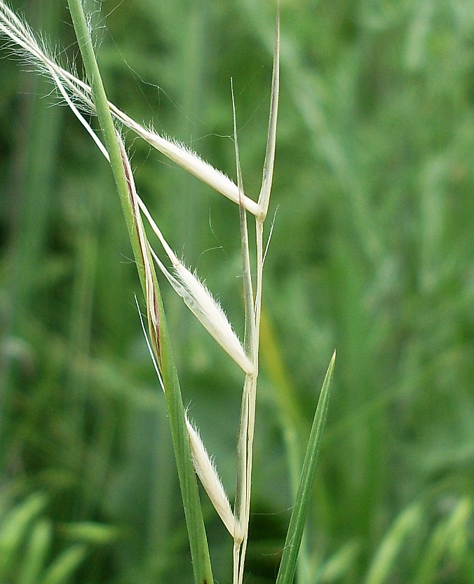 Изображение особи Stipa lessingiana.