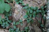 Asarum europaeum