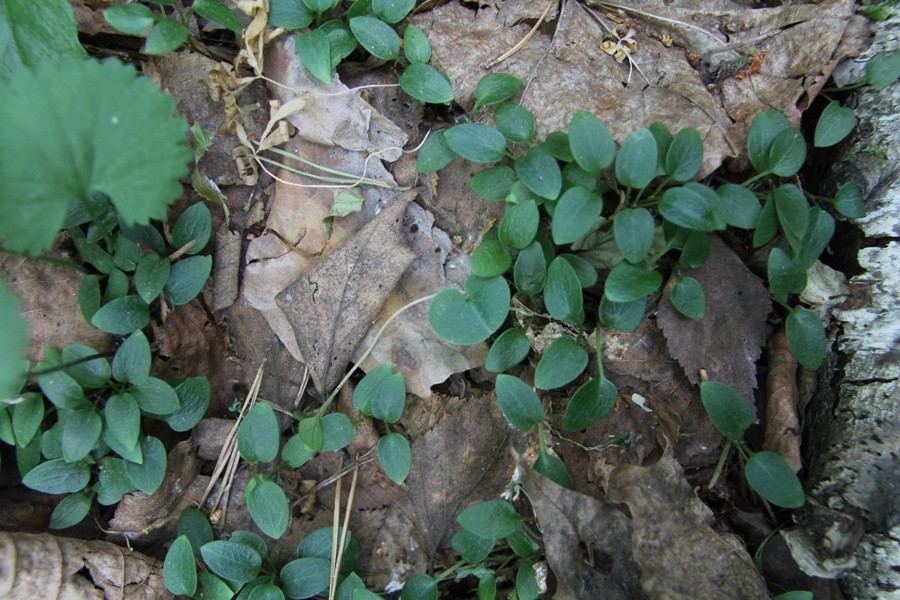 Image of Asarum europaeum specimen.