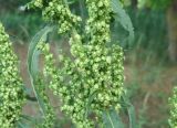 Rumex crispus