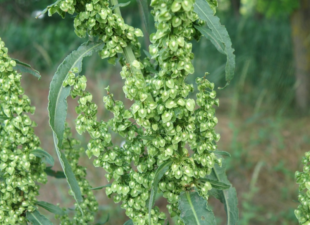 Image of Rumex crispus specimen.