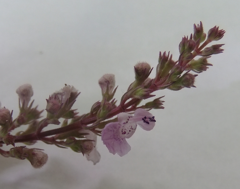 Image of Nepeta nuda specimen.