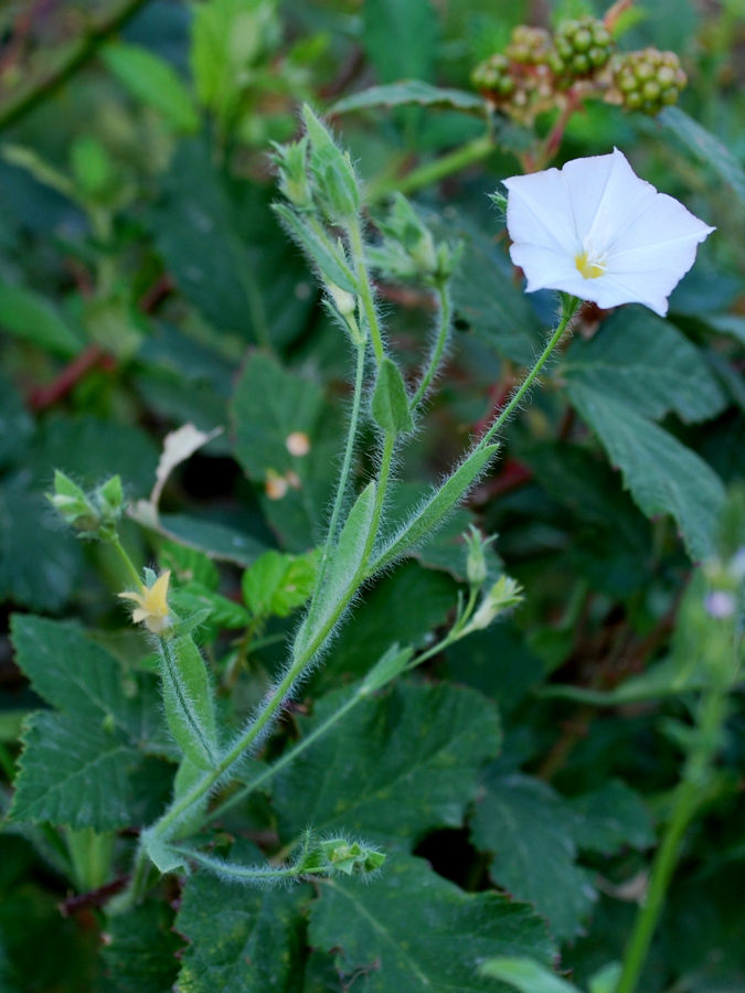 Изображение особи Convolvulus pilosellifolius.