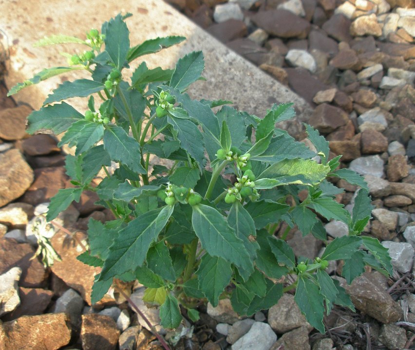 Изображение особи Euphorbia davidii.