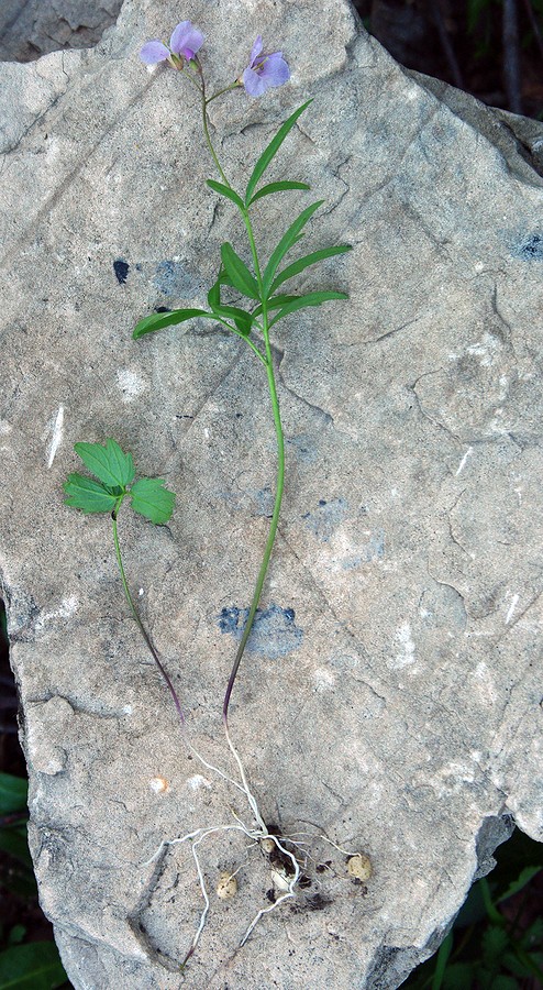 Image of Cardamine trifida specimen.