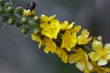 Agrimonia eupatoria