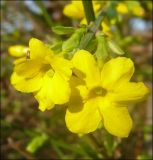 Jasminum nudiflorum. Цветки. Краснодарский край, Черноморское побережье Кавказа, г. Новороссийск, в уличном озеленении. 07.12.2010.