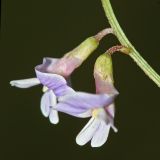 Astragalus austriacus. Цветки. Республика Татарстан, Камско-Устьинский р-н, окр. с. Барышево, берег р. Сухая Улема. 07.08.2011.