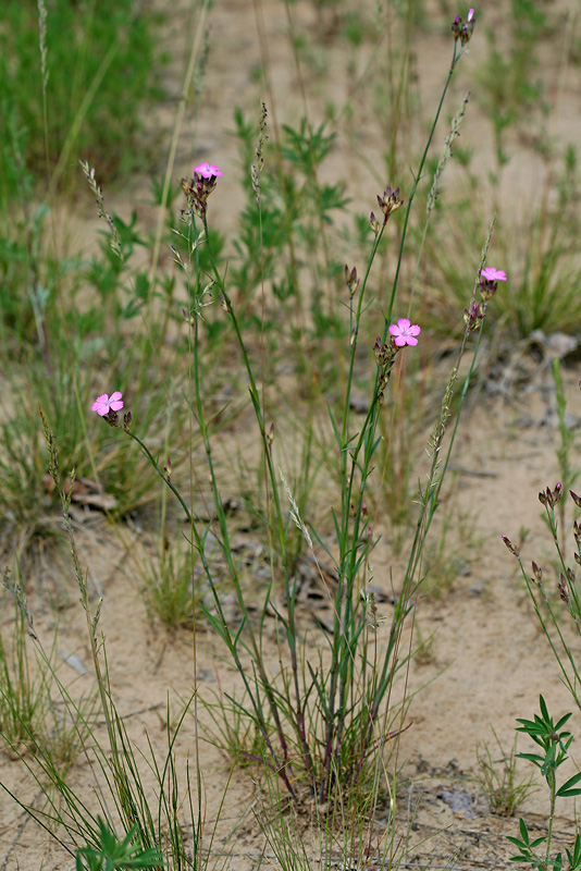 Image of Dianthus borbasii specimen.