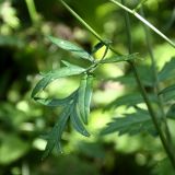 Pimpinella major