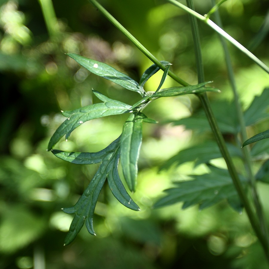 Изображение особи Pimpinella major.