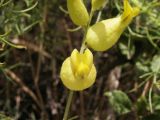 Astragalus xanthomeloides. Цветок. Узбекистан, Ташкентская обл., окр. г. Янгиабад. 22.06.2008.