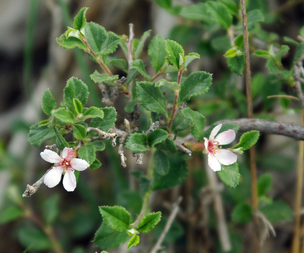 Image of Cerasus erythrocarpa specimen.