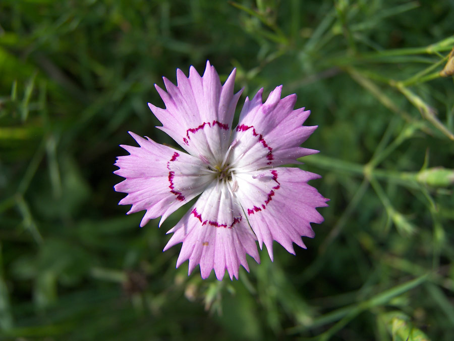 Image of Dianthus caucaseus specimen.