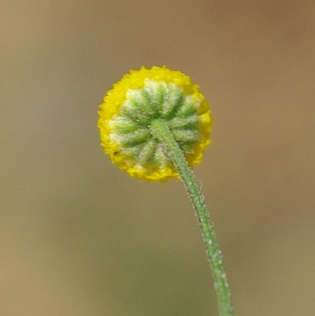 Image of Microcephala subglobosa specimen.
