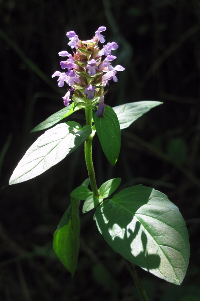 Изображение особи Prunella vulgaris.