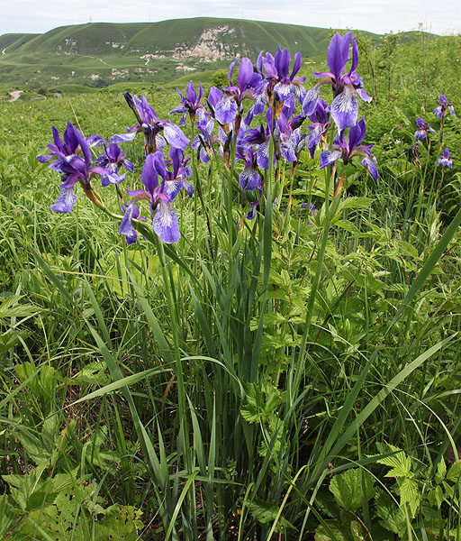 Изображение особи Iris sibirica.