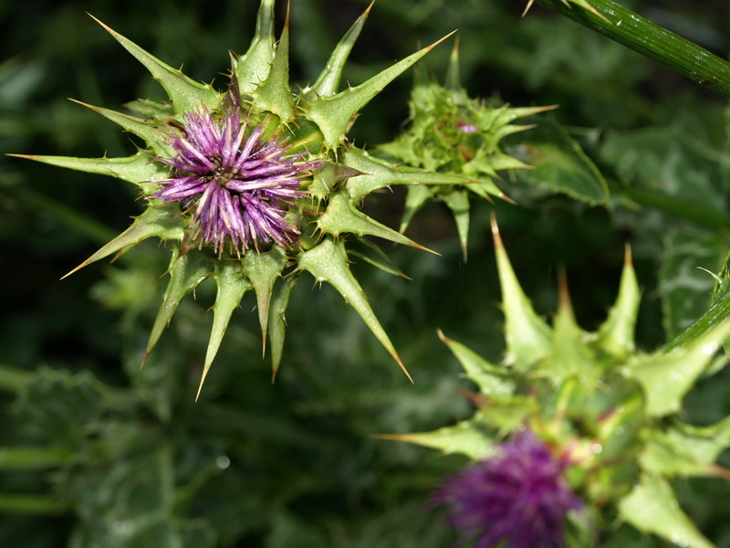 Image of Silybum marianum specimen.