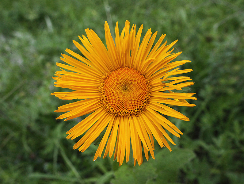 Изображение особи Inula orientalis.