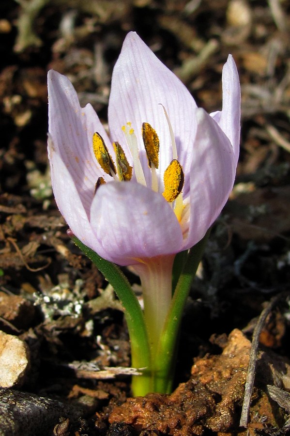 Изображение особи Colchicum triphyllum.