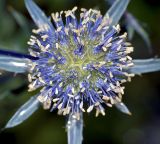 Eryngium planum. Соцветие (увеличено). Московская обл., Раменский р-н, окр. дер. Хрипань, дачный участок. 30.07.2008.