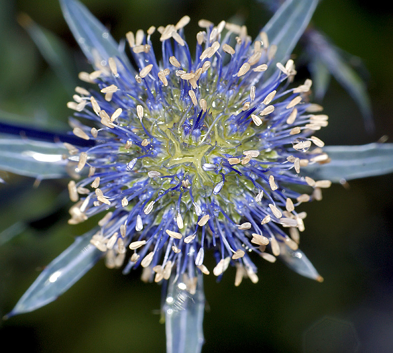 Изображение особи Eryngium planum.