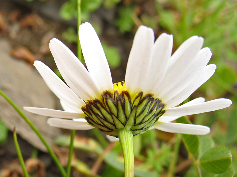 Изображение особи Leucanthemum gaudinii.