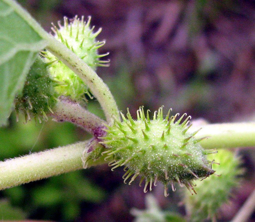 Изображение особи Xanthium strumarium.