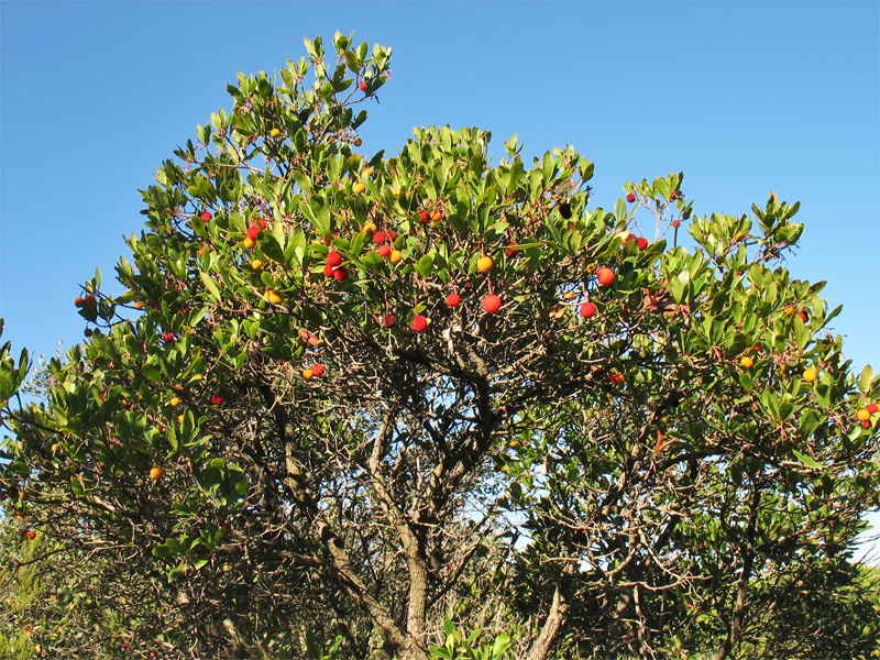 Изображение особи Arbutus unedo.