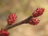 Myrica gale
