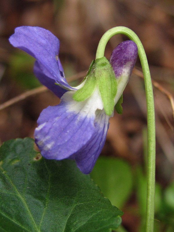 Image of Viola suavis specimen.