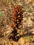 Orobanche cernua