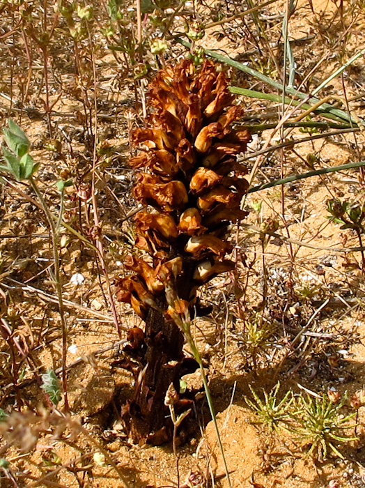 Изображение особи Orobanche cernua.