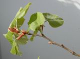 Tilia tomentosa. Ветка с молодыми листьями. Германия, г. Кемпен, в парке. 26.04.2012.