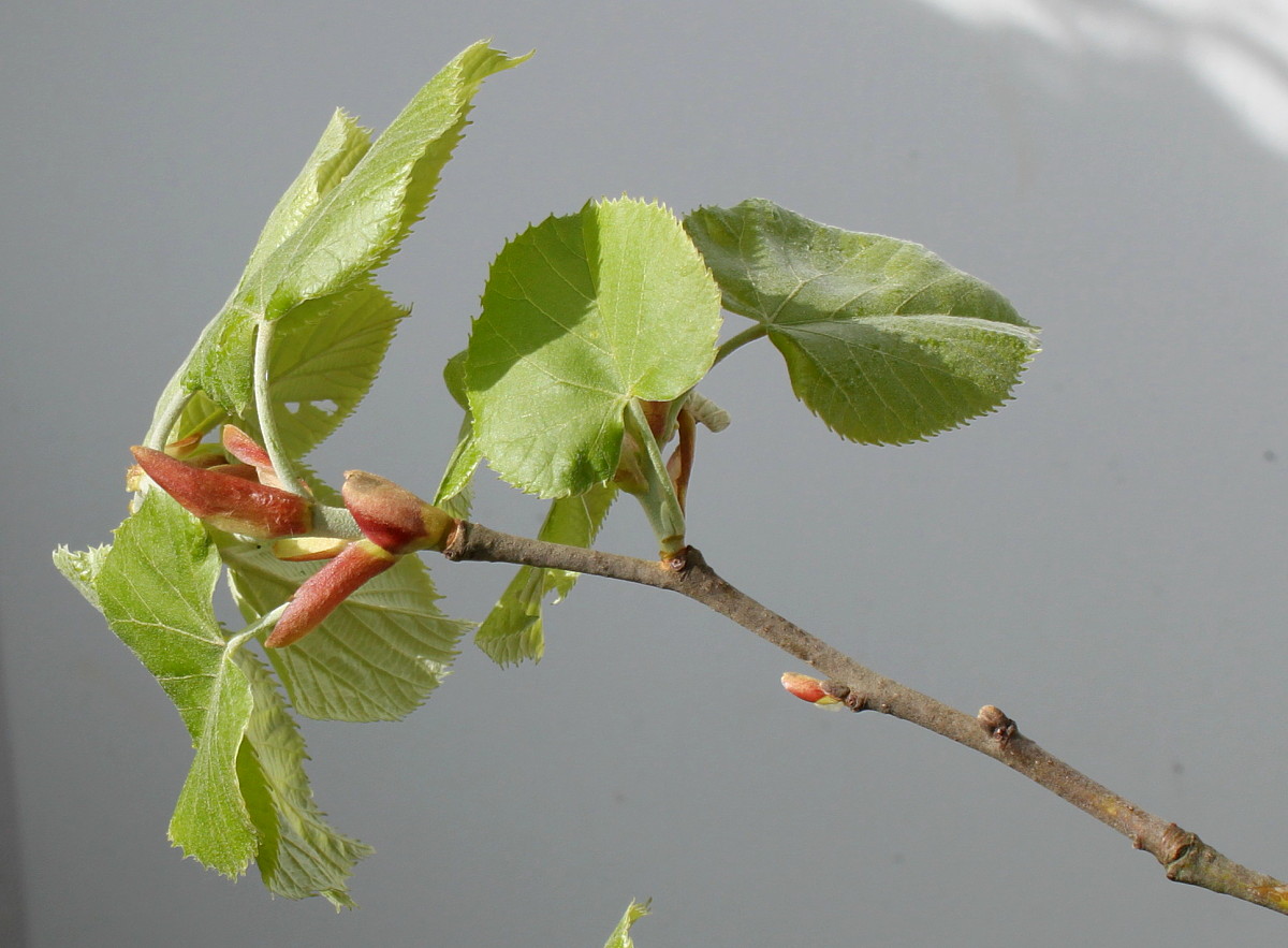 Изображение особи Tilia tomentosa.