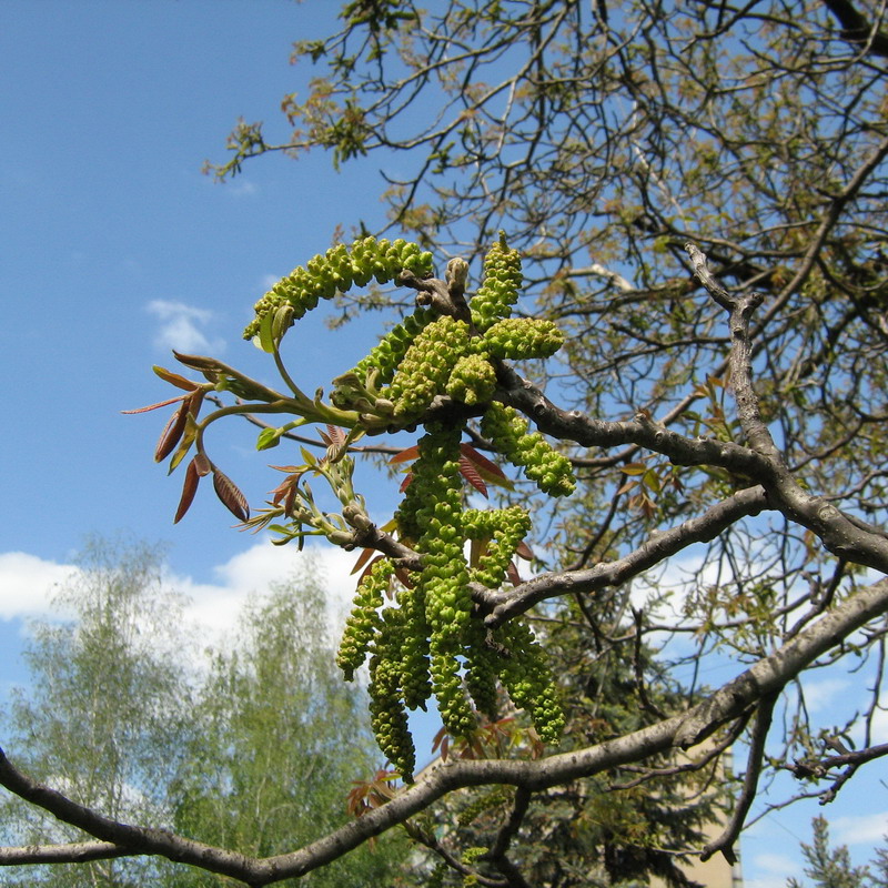 Image of Juglans regia specimen.