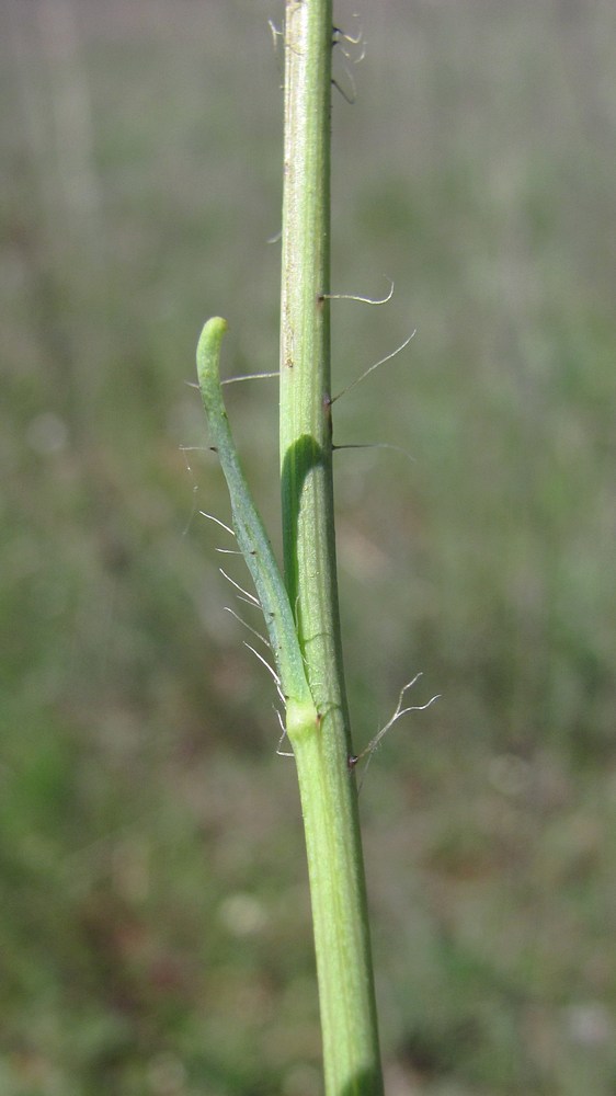 Изображение особи род Hieracium.