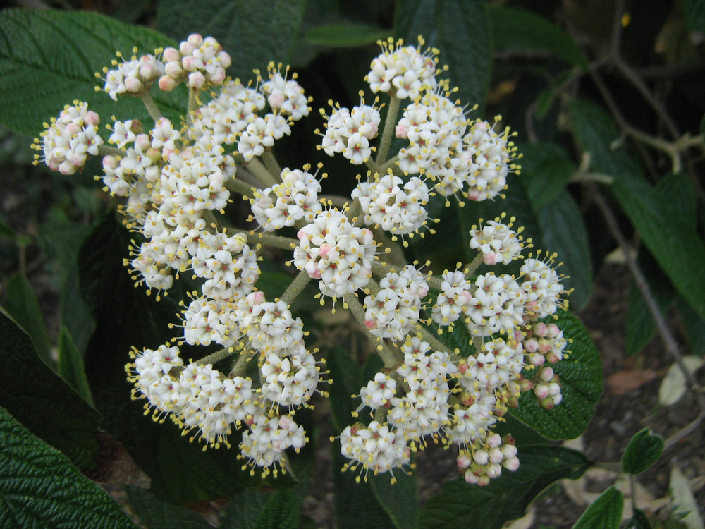 Изображение особи Viburnum rhytidophyllum.