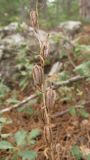 Cephalanthera rubra. Прошлогодние раскрывшиеся коробочки. Крым, южный берег, окр. Алупки, сосновый лес. 2 июня 2012 г.