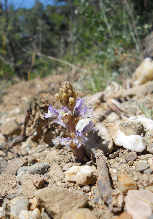 Image of Phelipanche mutelii specimen.