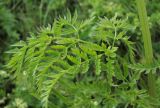 Anthriscus sylvestris