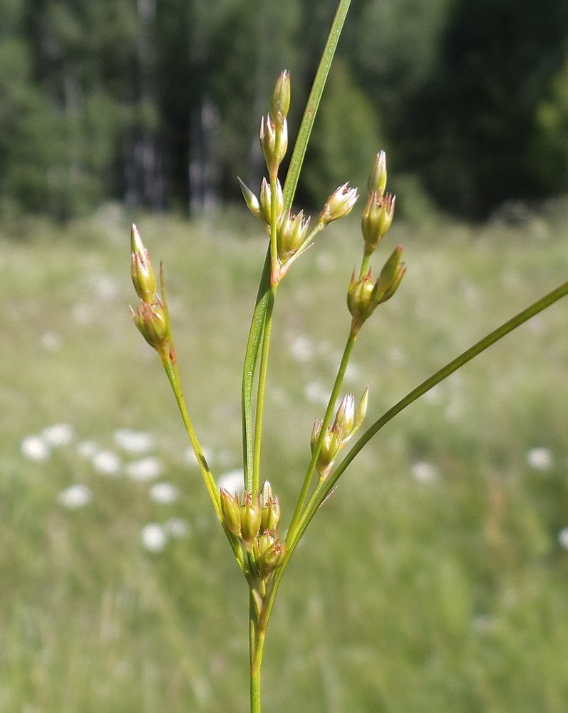 Image of Juncus tenuis specimen.