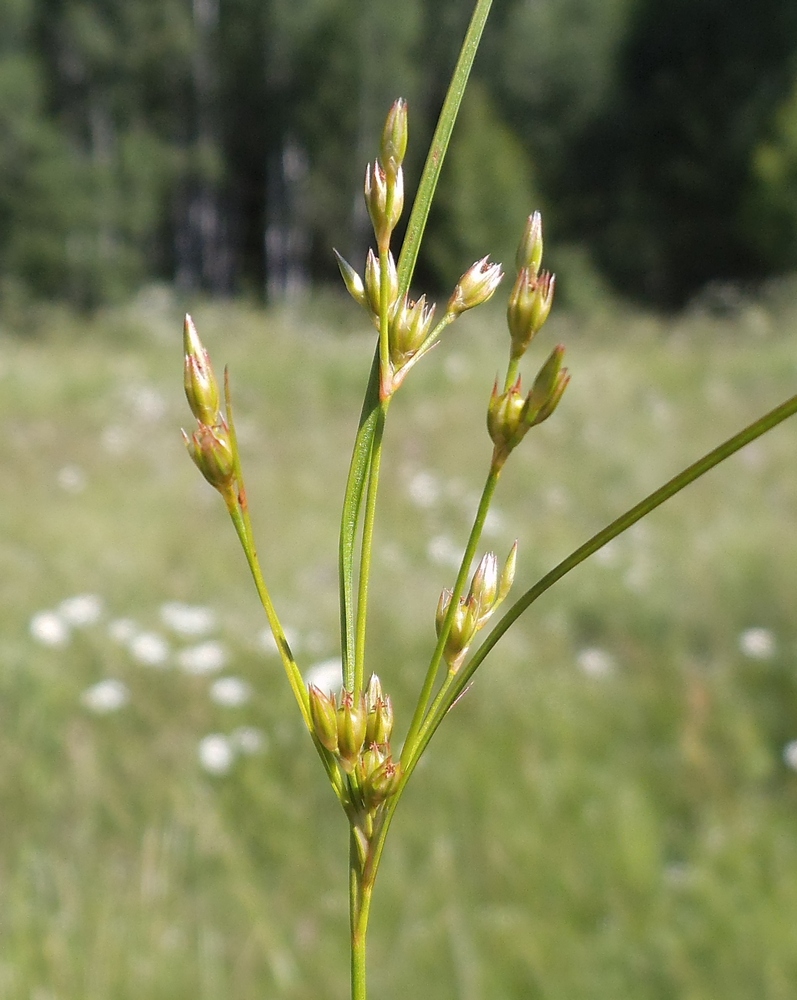 Изображение особи Juncus tenuis.