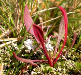 Rumex acetosella