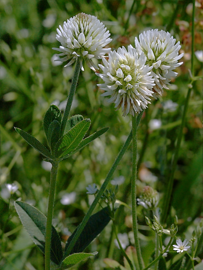 Image of Trifolium montanum specimen.