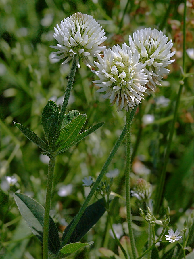 Изображение особи Trifolium montanum.