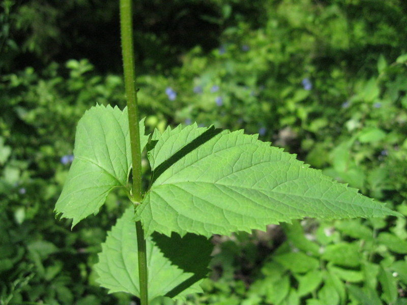 Изображение особи Scrophularia nodosa.