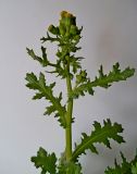 Senecio vulgaris