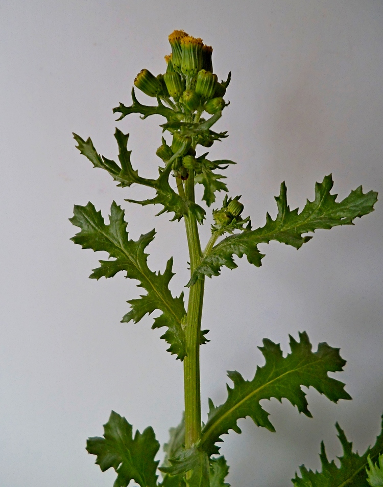 Image of Senecio vulgaris specimen.